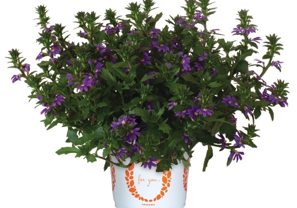 Scaevola aemula Scala Cappello Purple