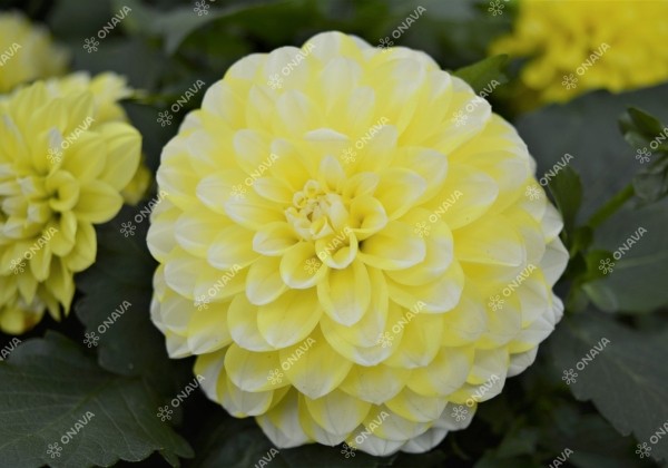 Dahlia hortensis Hypnotica Lemon Swirl (Limoncello)