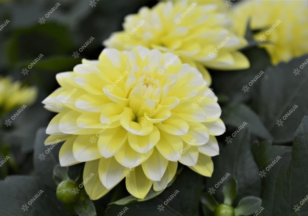 Dahlia hortensis Hypnotica Lemon Swirl (Limoncello)