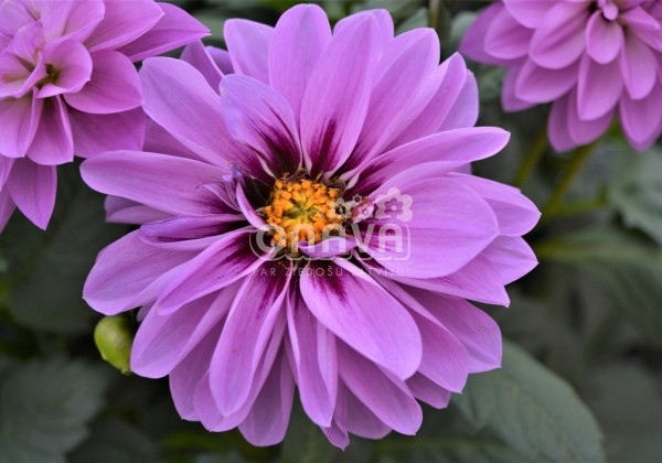 Dahlia hortensis Hypnotica Lavender | Jaunstādi | Onava.lv