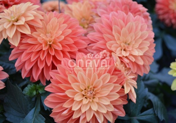 Dahlia hortensis Hypnotica Orange