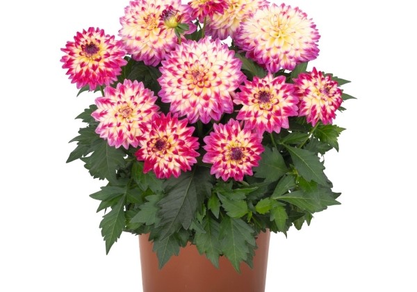 Dahlia hortensis Hypnotica Tropical Breeze