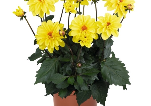 Dahlia hortensis Revelation Yellow