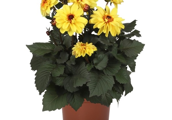 Dahlia hortensis Temptation Yellow