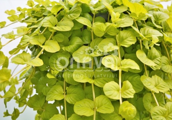 Lysimachia nummularia Goldilocks