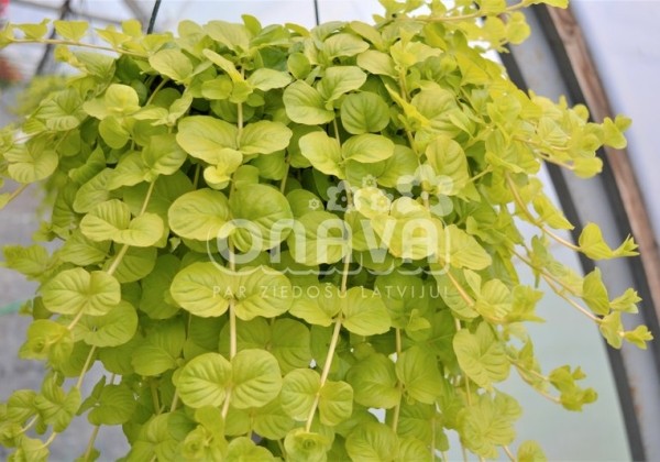 Lysimachia nummularia Goldilocks