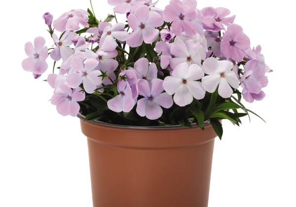 Phlox hybrida Woodlander Lilac