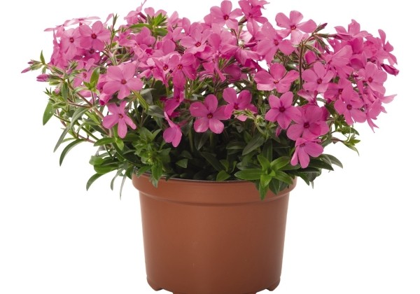 Phlox hybrida Woodlander Pink