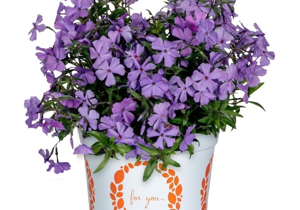 Phlox hybrida Woodlander Purple