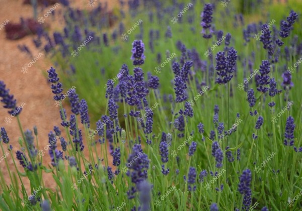 Lavandula angustifolia La Diva Vintage Violet