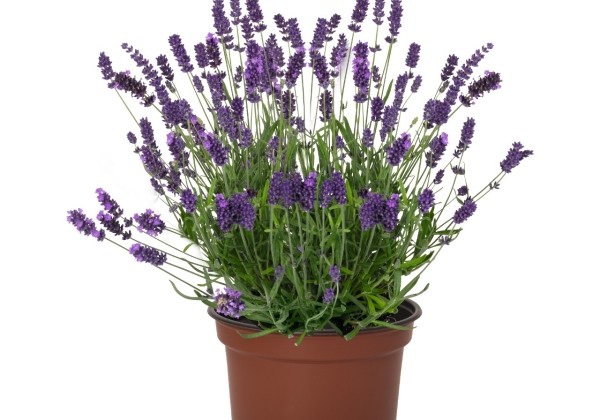 Lavandula angustifolia La Diva Vintage Violet
