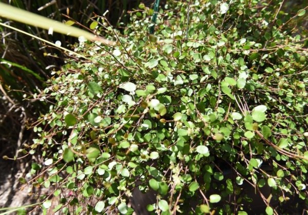 Muhlenbeckia complexa Mühlenbeckia