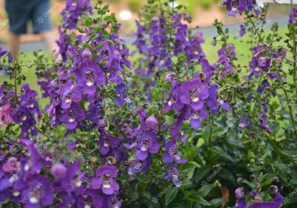 Angelonia gardneri Aria Alta Purple