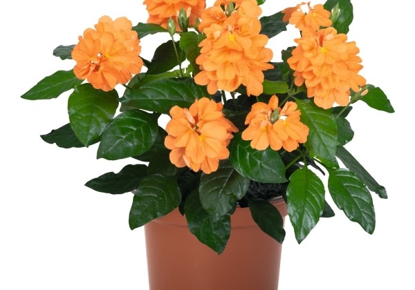 Crossandra fortuna Cossandra Orange