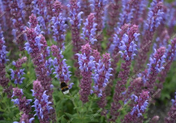 Salvia nemorosa Salute Ice Blue
