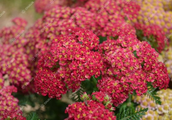 Achillea millefolium Skysail Fire
