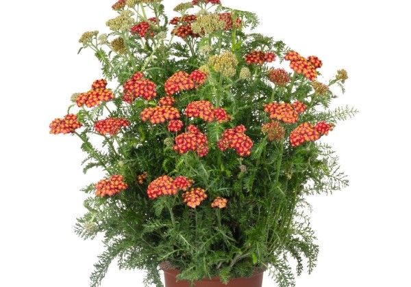 Achillea millefolium Skysail Fire