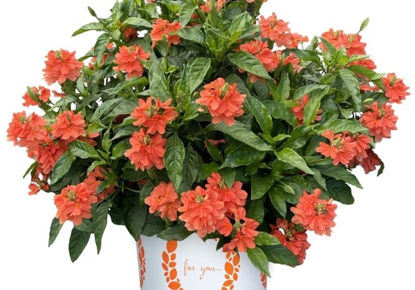Crossandra fortuna Crossandra Watermelon