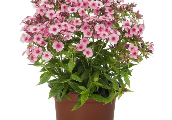 Phlox paniculata Early Pink