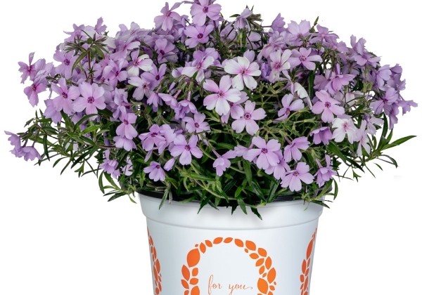 Phlox hybrida Woodlander Periwinkle