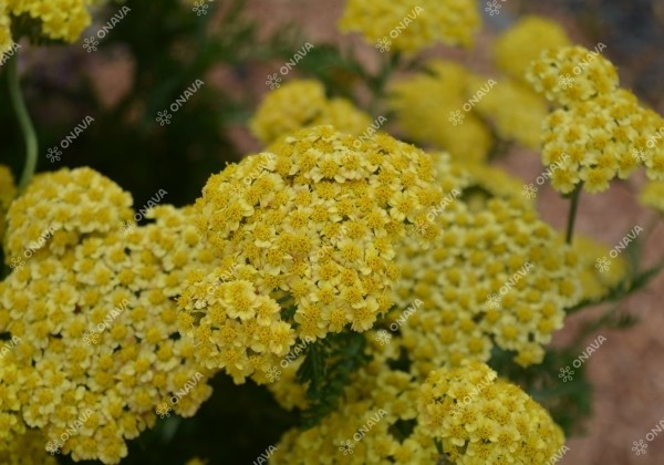 Achillea millefolium Skysail Yellow