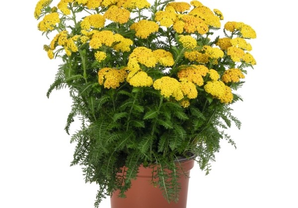 Achillea millefolium Skysail Yellow