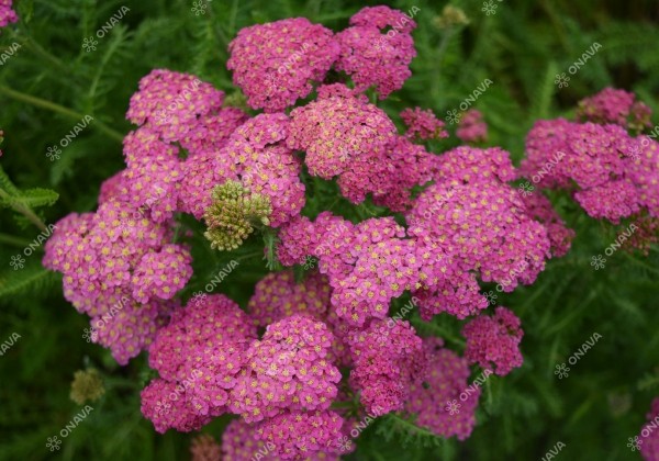 Achillea millefolium Skysail Bright Pink