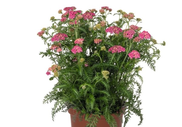 Achillea millefolium Skysail Bright Pink