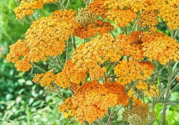Achillea millefolium Terracotta