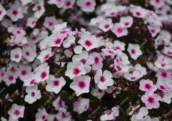 Phlox paniculata Early Blush Pop