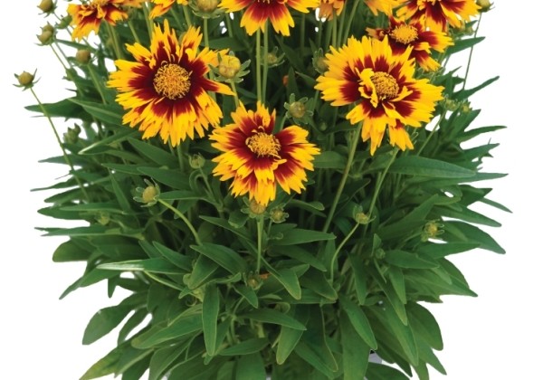 Coreopsis grandiflora Radiant Orange