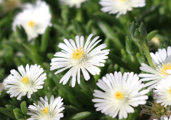 Delosperma cooperi Rock Crystal White