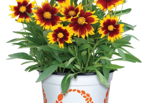 Coreopsis grandiflora Radiant Red