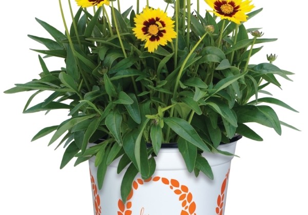 Coreopsis grandiflora Radiant Yellow