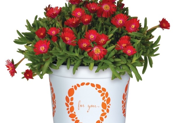 Delosperma cooperi Rock Crystal Candy Red