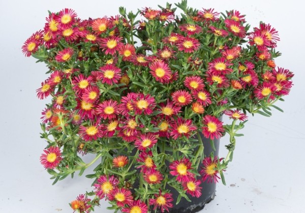 Delosperma cooperi Solstice Red