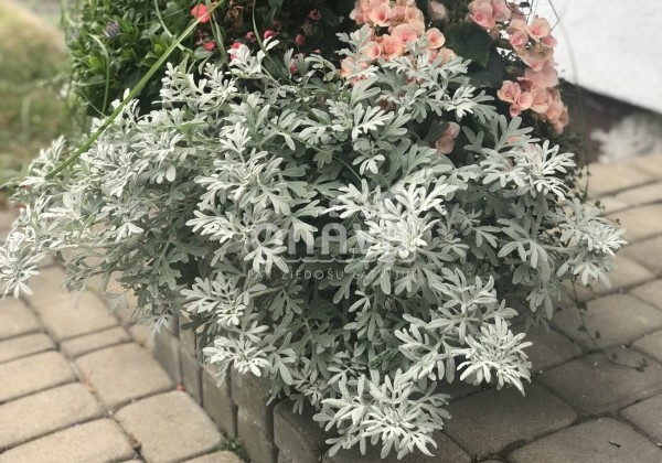 Artemisia stelleriana Silver Brocade