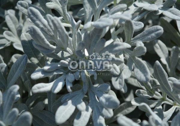 Artemisia stelleriana Silver Brocade