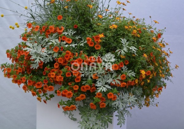 Artemisia stelleriana Silver Brocade