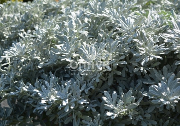 Artemisia stelleriana Silver Brocade