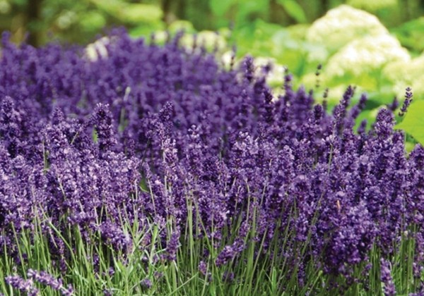 Lavandula angustifolia Hidcote