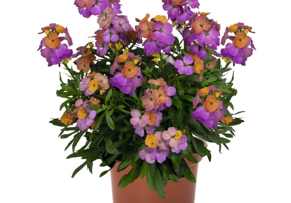 Erysimum hybrida WallArt Berry Lemonade