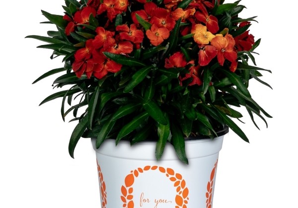 Erysimum hybrida Intense Brilliance