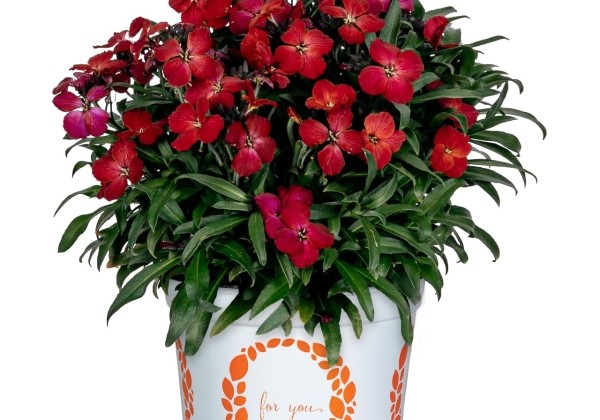Erysimum hybrida Intense Joy