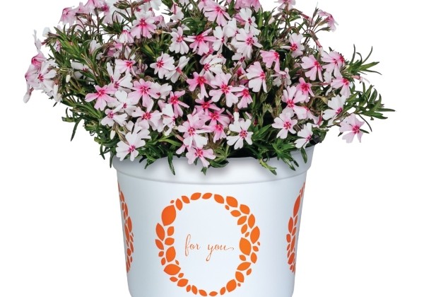 Phlox hybrida Spring Coral Eye