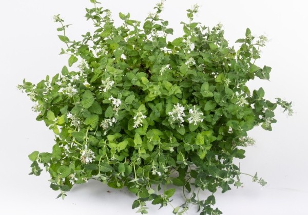Nepeta faassenii Serene Frost