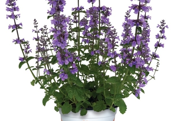 Nepeta faassenii Serene Blue Tower