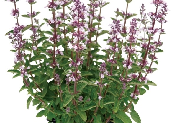 Nepeta faassenii Serene Wild Orchid