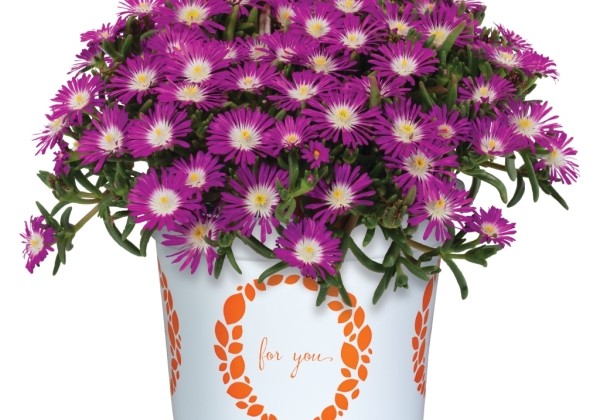 Delosperma cooperi Solstice Violet