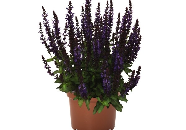 Salvia nemorosa Salute Blue